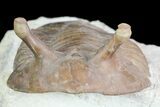Asaphus Intermedius Trilobite With Exposed Hypostome #73497-4